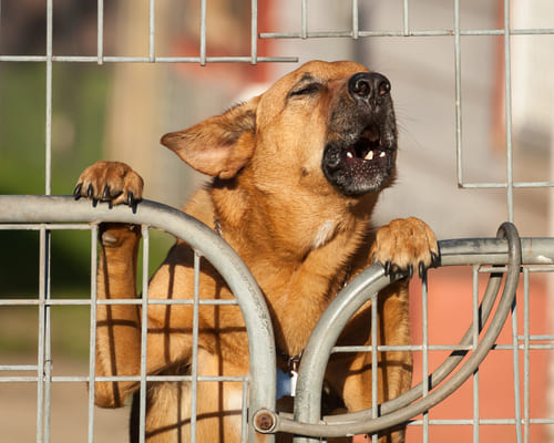 Des Plaines, IL dog bite lawyer